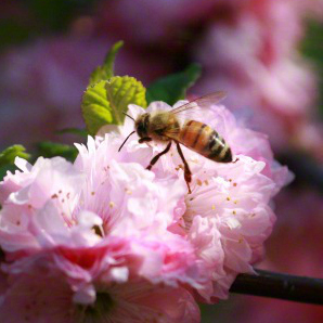 bee-blossums