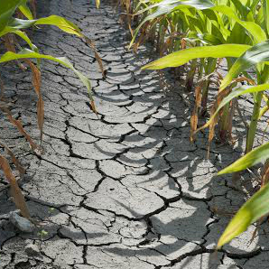 drought-dryfield drought-dryfield